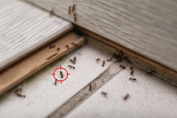 Best Affordable Pest Control Services  in Franklinville, NJ